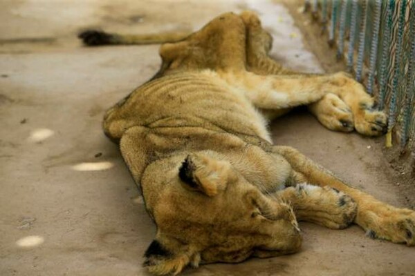Σουδάν: Σοκάρουν οι εικόνες από τα αιχμάλωτα λιοντάρια σε πάρκο - Υποσιτισμένα και άρρωστα