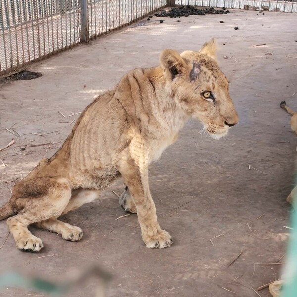 Σουδάν: Σοκάρουν οι εικόνες από τα αιχμάλωτα λιοντάρια σε πάρκο - Υποσιτισμένα και άρρωστα