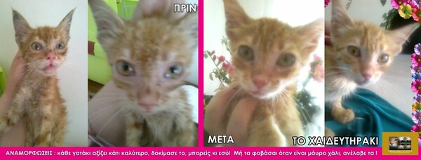 Εθελοντισμός στην Θεσσαλονίκη #3: Σώζοντας κακοποιημένες γάτες 