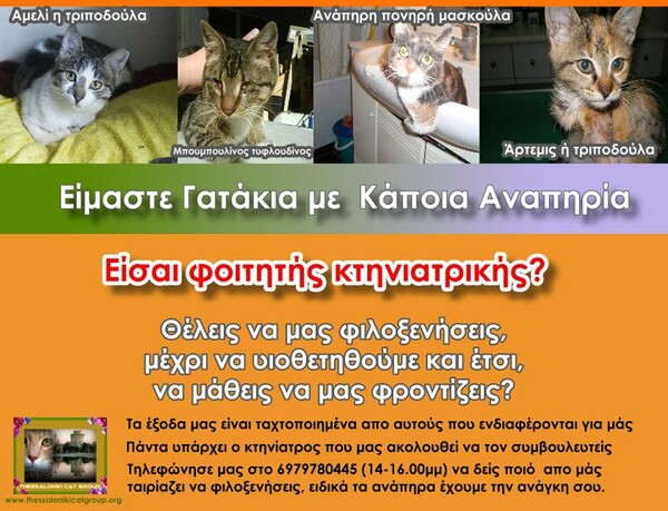 Εθελοντισμός στην Θεσσαλονίκη #3: Σώζοντας κακοποιημένες γάτες 