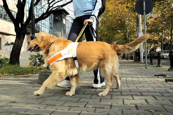 Πόσο σημαντικοί είναι οι σκύλοι - οδηγοί τυφλών;