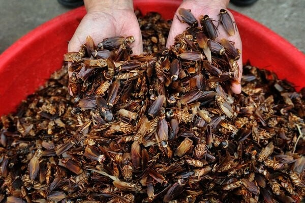 Η εκτροφή του μέλλοντος: κατσαρίδες