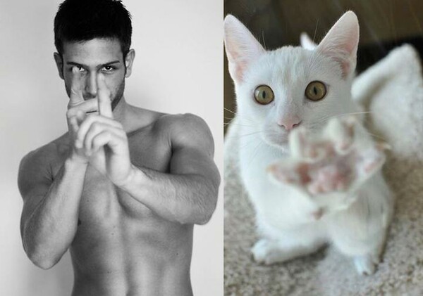 Mοντέλα ή γάτες; 