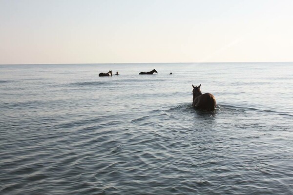 Kολυμπώντας με άλογα στην Αγιά