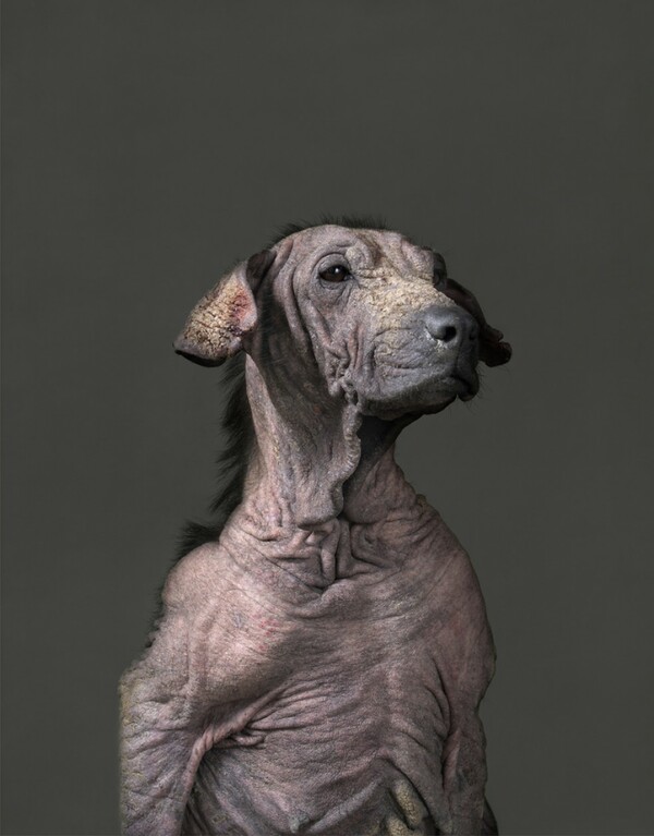 Tα συγκινητικά πορτρέτα σκύλων πριν την ευθανασία
