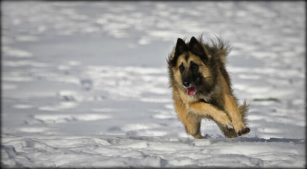 H Νατάσσα Κωστάκη δεν μπορεί καν να μετρήσει πόσα σκυλιά έχει φωτογραφήσει