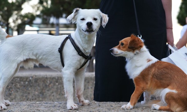 Οι σκύλοι της Θεσσαλονίκης!