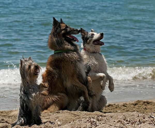 H Νατάσσα Κωστάκη δεν μπορεί καν να μετρήσει πόσα σκυλιά έχει φωτογραφήσει