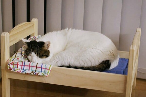 Ήταν κρεβάτάκια του ΙΚΕΑ για κούκλες. Τώρα είναι κρεβάτια για γάτες