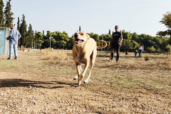 Οι Αθηναίοι σε μαραθώνιο με τους σκύλους τους 