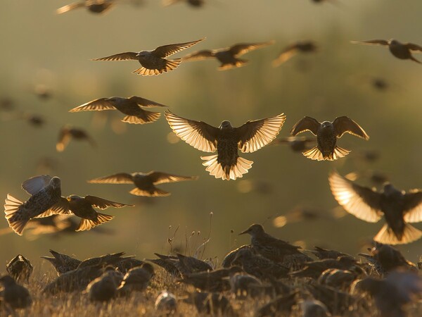 Ο Νίκος Φωκάς κέρδισε το πρώτο βραβείο στον παγκόσμιο διαγωνισμό φωτογραφίας πουλιών HBW