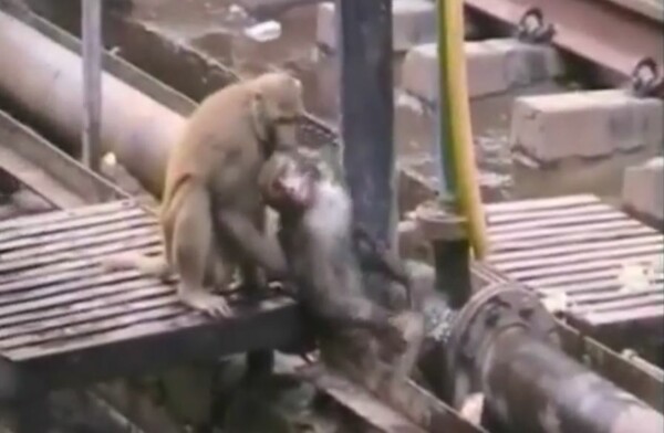 Mια ηρωική μαϊμού προσπαθεί να σώσει τη ζωή του φίλου της