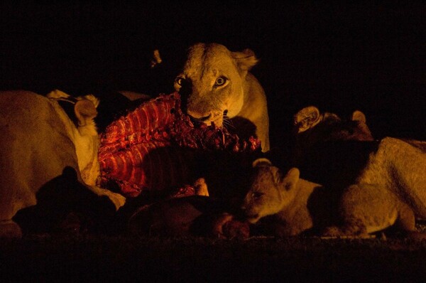 15 υπέροχες φωτογραφίες λιονταριών