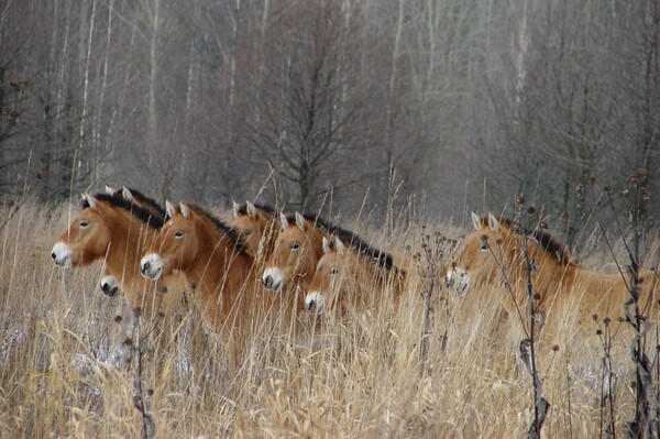Άγρια ζώα καταλαμβάνουν την απαγορευμένη ζώνη του Τσέρνομπιλ