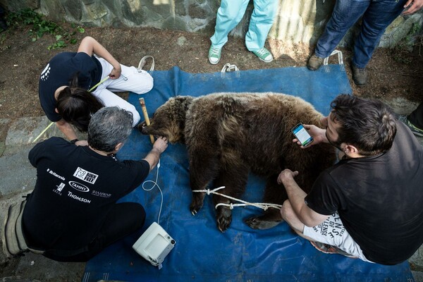 Οι αιχμάλωτες αρκούδες και λύκαινες της Θεσσαλονίκης ξεκινούν καινούργια ζωή σήμερα
