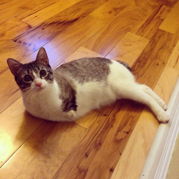 Η νέα αγάπη του Instagram είναι μια γάτα με δύο πόδια 