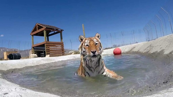 Δύο πανέμορφες τίγρεις κολυμπούν για πρώτη φορά