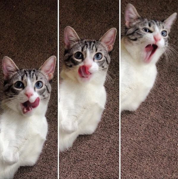 Η νέα αγάπη του Instagram είναι μια γάτα με δύο πόδια 
