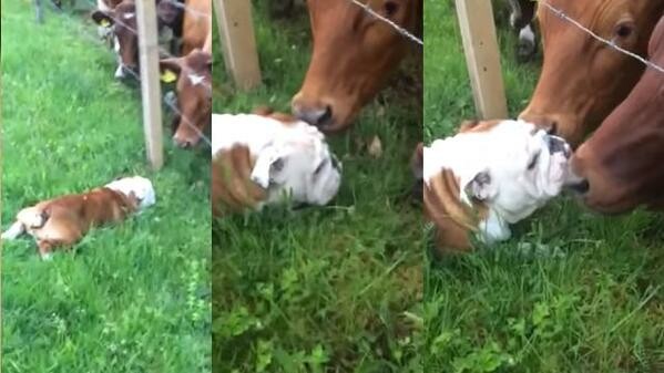 Ένα μπουλντόγκ συναντά αγελάδες για πρώτη φορά