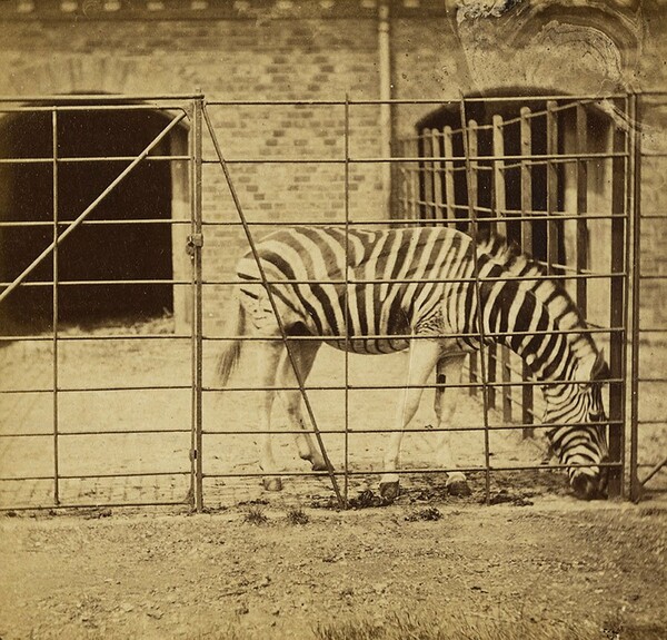 35 ιστορικές φωτογραφίες ζώων από μια υπέροχη έκθεση