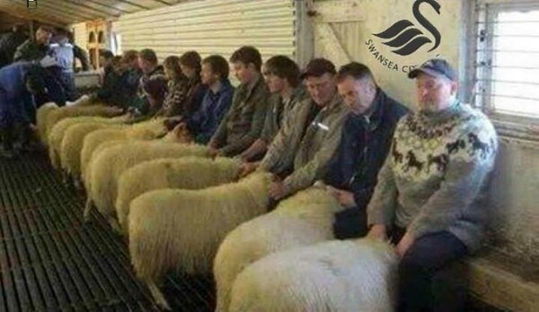 Τρεις αγρότες συνελήφθησαν για τη λειτουργία μπορντέλου με προβατίνες