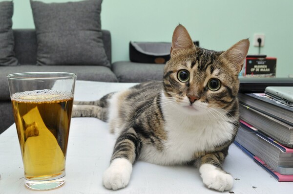 Μια γάτα που τη λένε Μπύρα