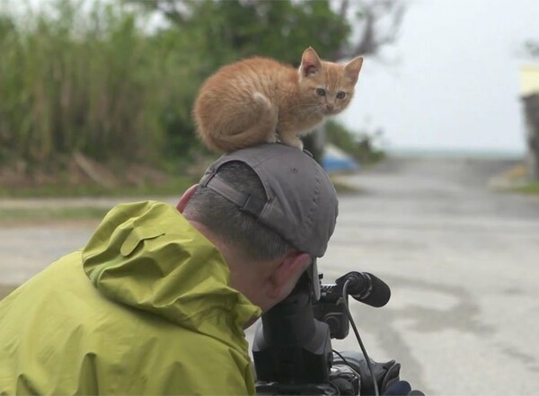 Ένα αδέσποτο γατάκι ερωτεύεται έναν διάσημο φωτογράφο της άγριας φύσης