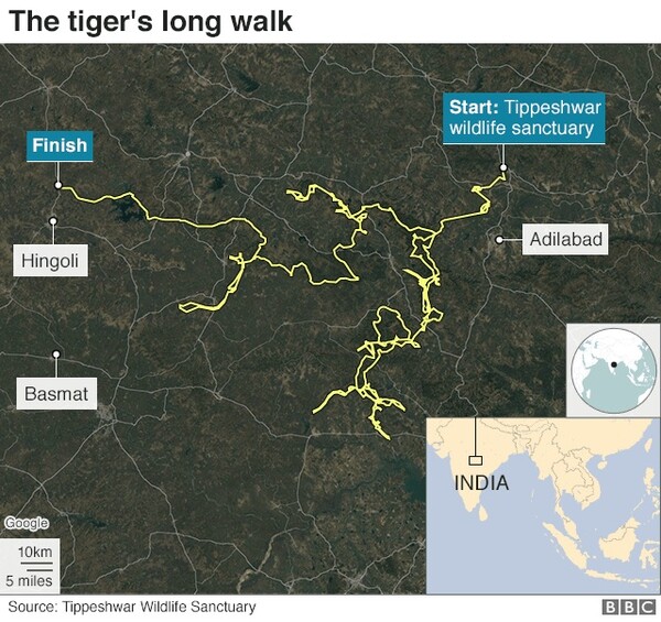 Τίγρης ταξίδεψε εκατοντάδες χιλιόμετρα σε λίγους μήνες για να βρει ταίρι και τροφή