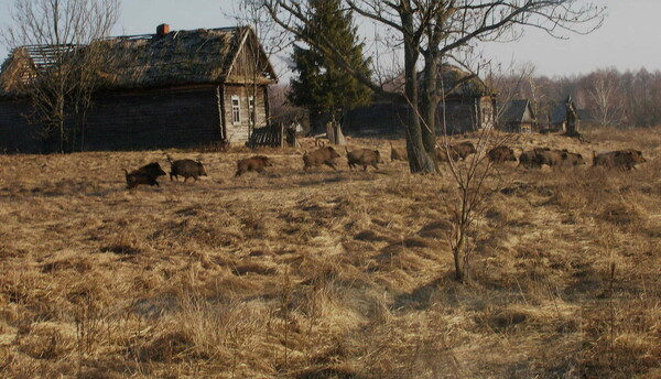 Άγρια ζώα καταλαμβάνουν την απαγορευμένη ζώνη του Τσέρνομπιλ