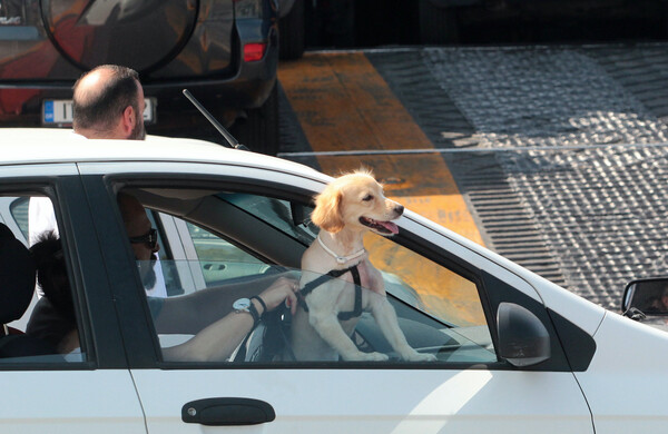 Απαγόρευση κυκλοφορίας: ΙΧ και σκυλιά -Τι ισχύει για τις βόλτες και το αυτοκίνητο