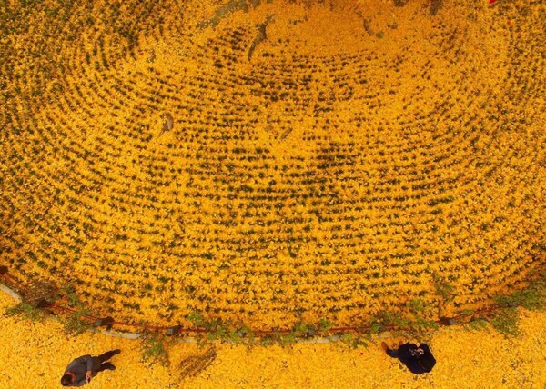 To πιο θαυμαστό δέντρο της Κίνας, φυτεμένο από τον αυτοκράτορα πριν 1.400 χρόνια, στρώνει χαλί για τον χειμώνα σε βουδιστικό ναό