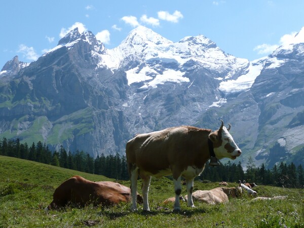 Η Ελβετία αναζητεί αγρότες με 3 χιλιάδες μισθό