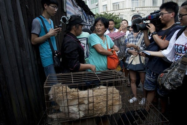 Η γυναίκα που ξοδεύει όλη της τη σύνταξη για να σώσει όσα σκυλιά μπορεί από το φεστιβάλ σφαγής στη Κίνα