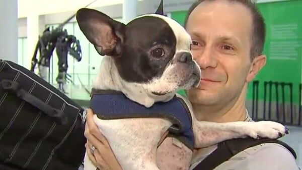 Πιλότος της Air Canada έκανε αναγκαστική προσγείωση για να σώσει σκύλο επιβάτη