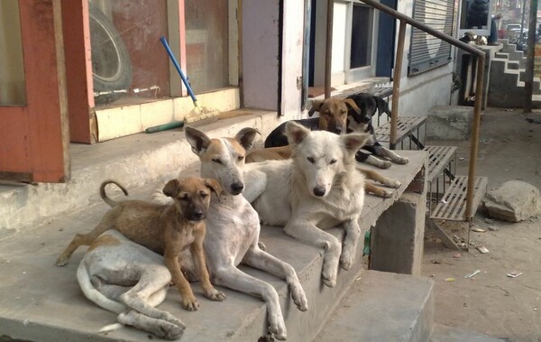 BBC: 1 εκατομμύριο αδέσποτα σκυλιά θύματα της ελληνικής κρίσης