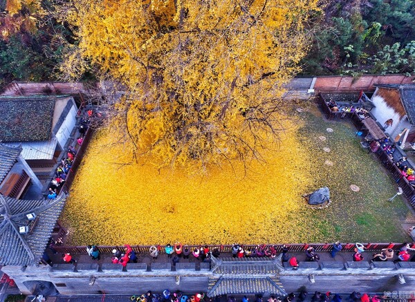 To πιο θαυμαστό δέντρο της Κίνας, φυτεμένο από τον αυτοκράτορα πριν 1.400 χρόνια, στρώνει χαλί για τον χειμώνα σε βουδιστικό ναό