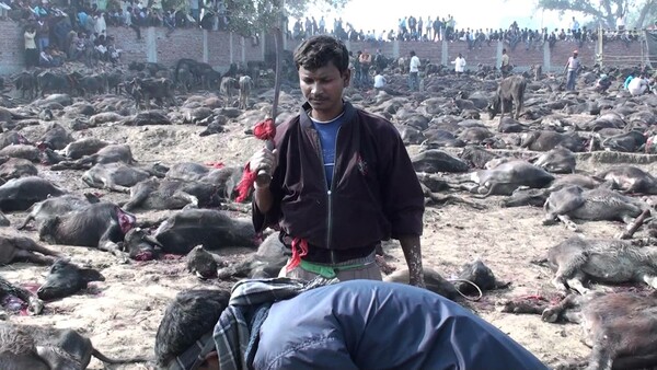 H μεγαλύτερη μαζική σφαγή ζώων ξεκινά σήμερα στο Νεπάλ