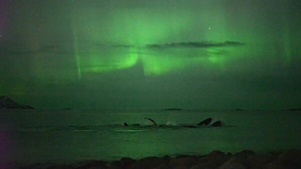 Mια μαγική στιγμή σε βίντεο - Φάλαινες κολυμπούν στο φως του Βόρειου Σέλαος