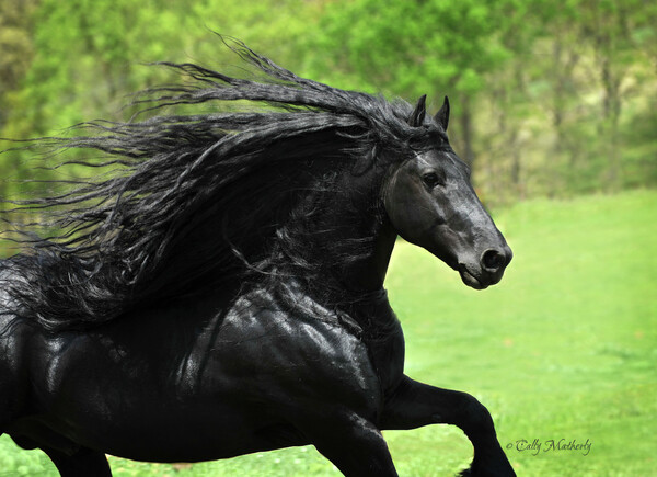 Ο Μέγας Φρειδερίκος και η απίστευτη χαίτη του - ίσως το πιο όμορφο άλογο που έχετε δει...