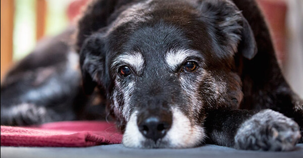 Η Μaggie, το γηραιότερο σκυλί του κόσμου, πέθανε σε ηλικία 30 ετών