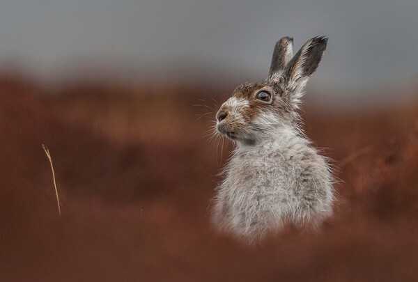 Οι 20 βραβευμένες φωτογραφίες της Βρετανικής άγριας φύσης