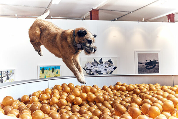 Η πρώτη έκθεση σύγχρονης τέχνης για σκύλους στον κόσμο βρίσκεται στο Λονδίνο