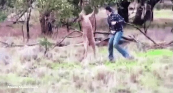Το περίεργο βίντεο με τον άντρα που ρίχνει γροθιά σε καγκουρό για να σώσει έναν σκύλο