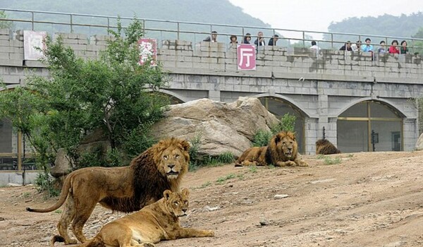 Τίγρεις κατασπάραξαν μια γυναίκα σε πάρκο άγριας ζωής στην Κίνα