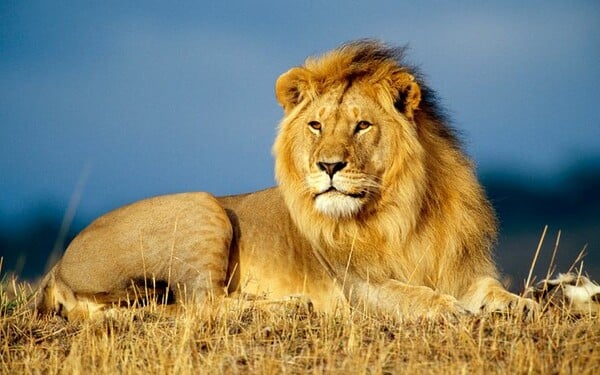 Ινδία: Καταδίκασαν λιοντάρι για θανατηφόρα επίθεση