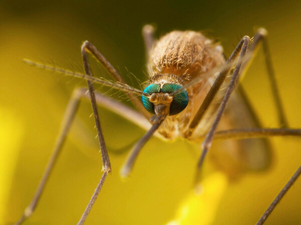 Oι επιστήμονες ανακάλυψαν ποιους προτιμούν τα κουνούπια