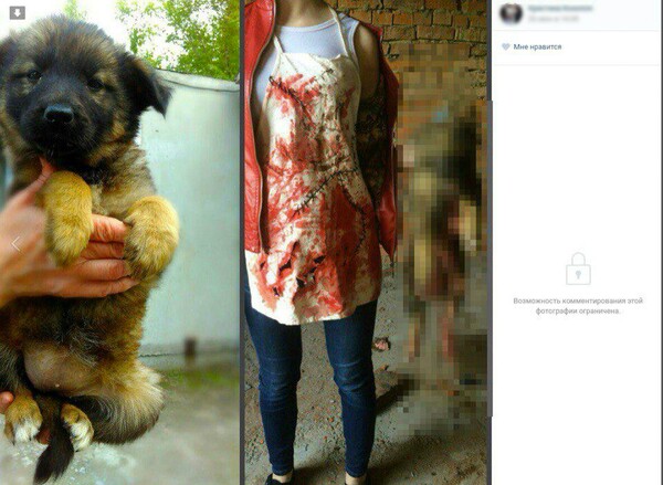 Οργή στη Ρωσία για νεαρές που πόσταραν video με σοκαριστικά βασανιστήρια σε ζώα