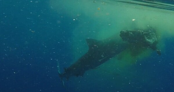 Η μακάβρια στιγμή που ένας καρχαρίας κατασπαράζει μια αγελάδα στη μέση του Ινδικού Ωκεανού