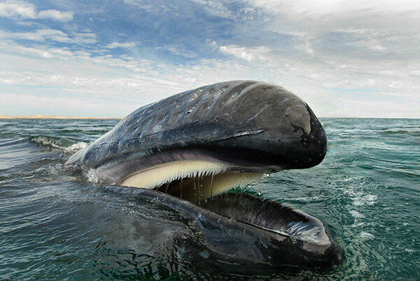 Τα μεγαλοπρεπή πλάσματα των ωκεανών φωτογραφημένα με μαγευτικό τρόπο