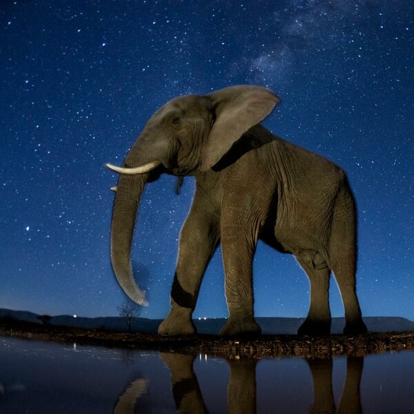 Τα άγρια πλάσματα της Αφρικής φωτογραφημένα με θεαματικό τρόπο τη νύχτα